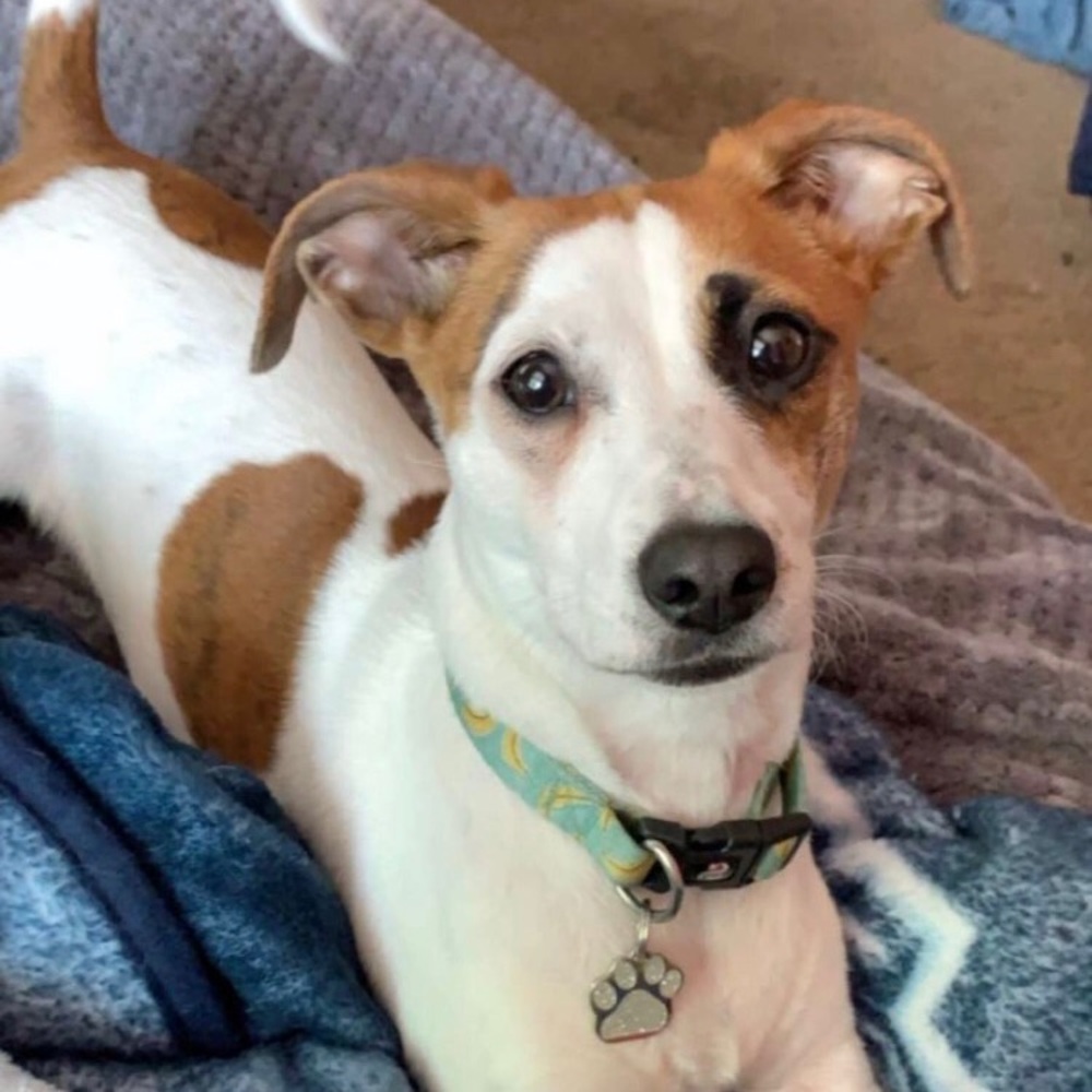 Meet your Posher, Annie